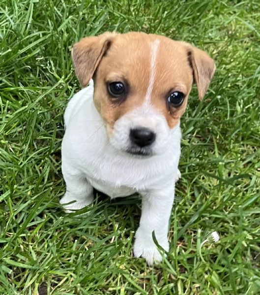 Cuccioli di jack russell terrier  | Foto 5