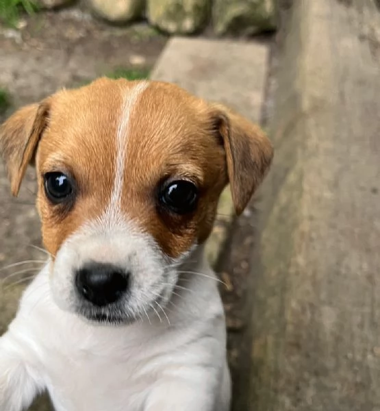 Cuccioli di jack russell terrier  | Foto 2