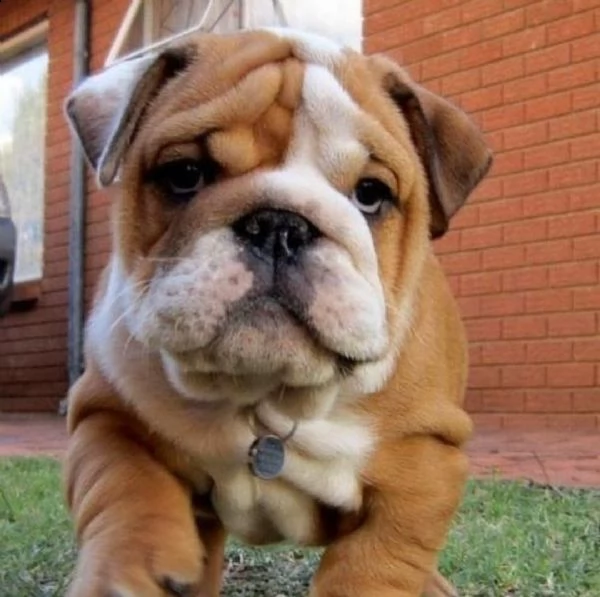 regalo cuccioli di bulldog francese bellissimi cuccioli disponibili, carattere adorabile ,sono docil