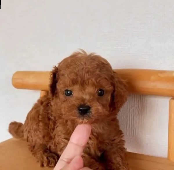 cane barboncino toy
