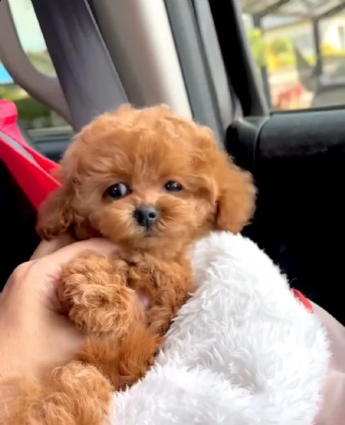 barboncino maschio e femmina disponibili per voi | Foto 0