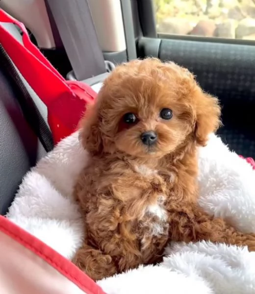 barboncino maschio e femmina disponibili per voi