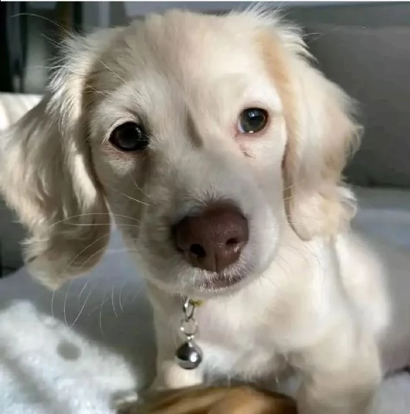 regalo bassotto maschio e femmina disponibile 