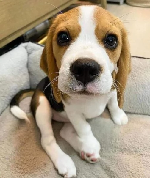 adorabili cuccioli di beagle disponibili in regalo | Foto 0
