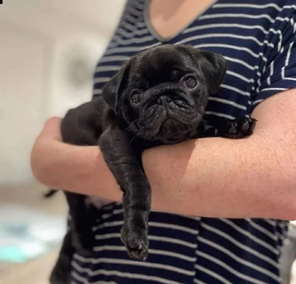 12settimane carlino disponibile….