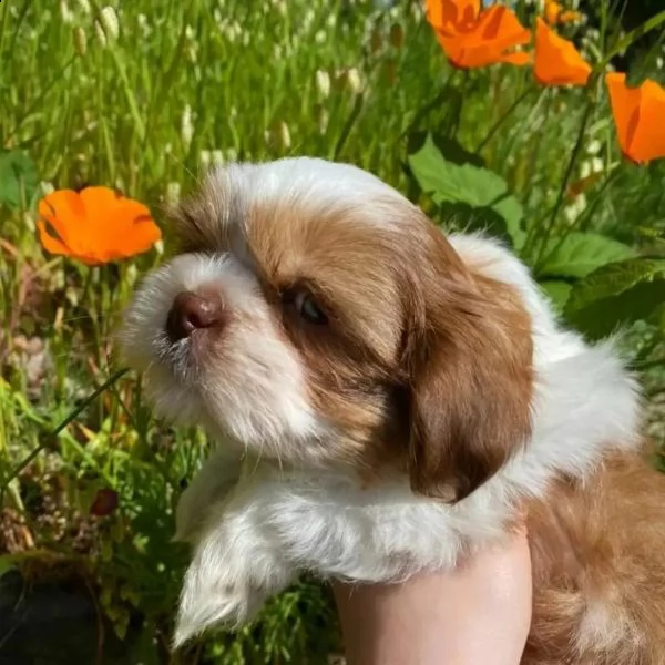    regalo shih-tzu mini toy,,,,,   | Foto 0