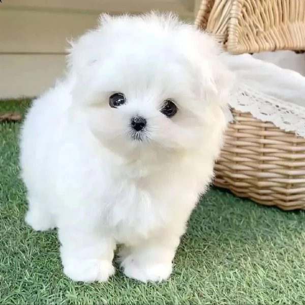 regalò maltese mini toy e maltese toy maschio e femmina  | Foto 0