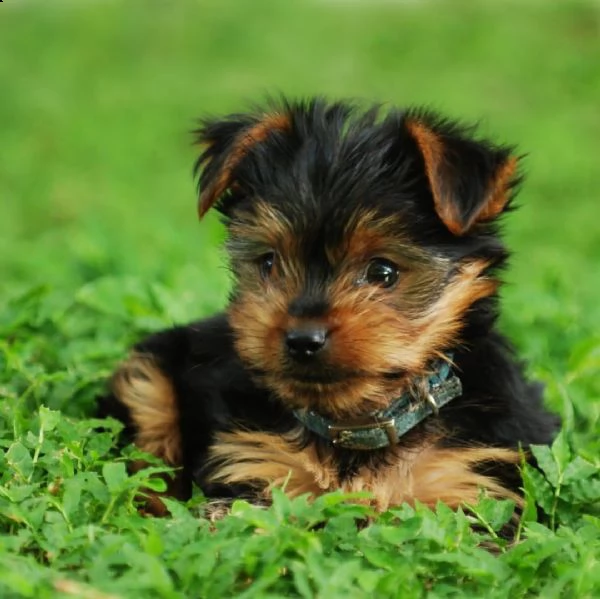 mini yorkshire terrier disponibile 
