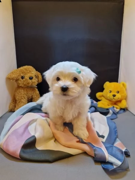 disponibili cuccioli maltesi toy( 3 ) | Foto 3