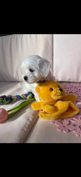 disponibili cuccioli maltesi toy( 3 ) | Foto 1