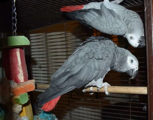 pappagalli cenerini disponibili | Foto 2