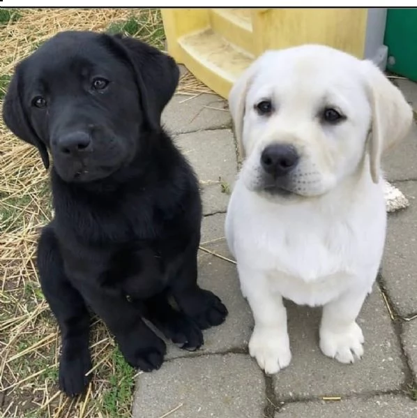 regalo cuccioli di labrador | Foto 1
