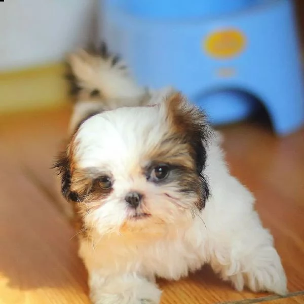 bellissimi cuccioli di shih tzu di razza pura pronti per partire | Foto 2