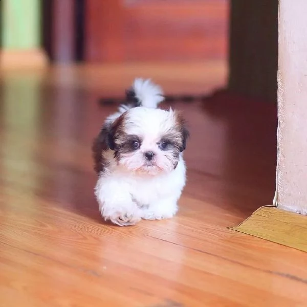bellissimi cuccioli di shih tzu di razza pura pronti per partire | Foto 1