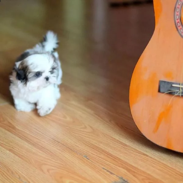 bellissimi cuccioli di shih tzu di razza pura pronti per partire | Foto 0