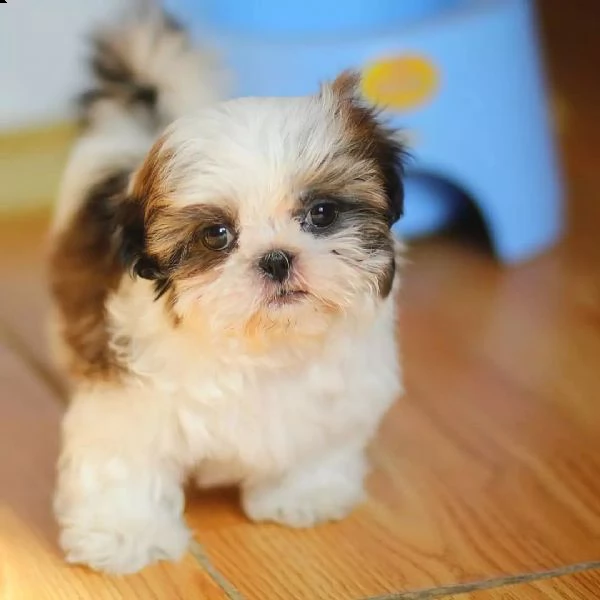 bellissimi cuccioli di shih tzu di razza pura pronti per partire