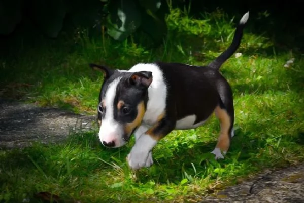 splendidi cuccioli di bull terrier | Foto 0