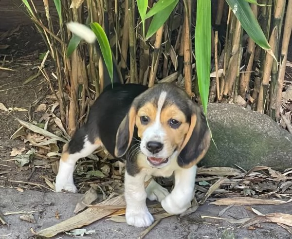 cuccioli di beagle cercano case amorevoli!