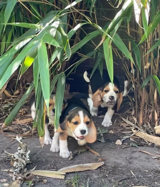 cuccioli di beagle cercano case amorevoli! | Foto 3
