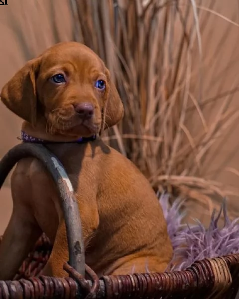 magyar vizsla cuccioli maschi e femmine (in pronta consegna) | Foto 4