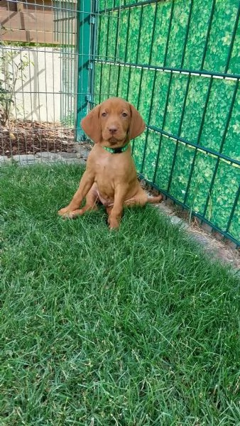magyar vizsla cuccioli maschi e femmine (in pronta consegna)