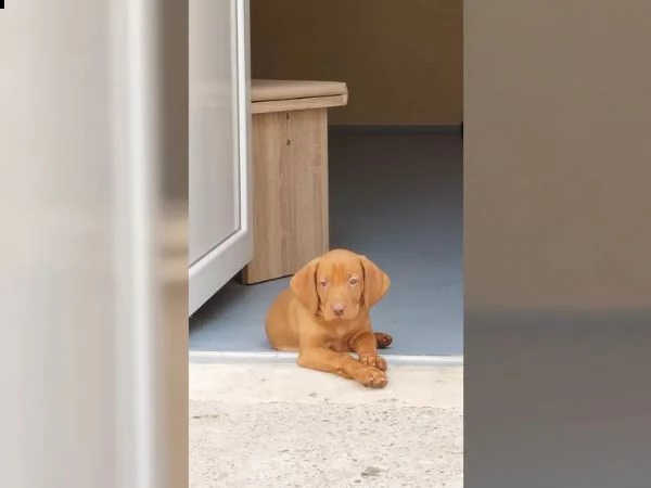 magyar vizsla cuccioli maschi e femmine (in pronta consegna) | Foto 3