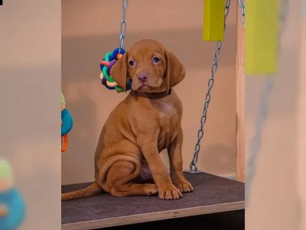 magyar vizsla cuccioli maschi e femmine (in pronta consegna) | Foto 2