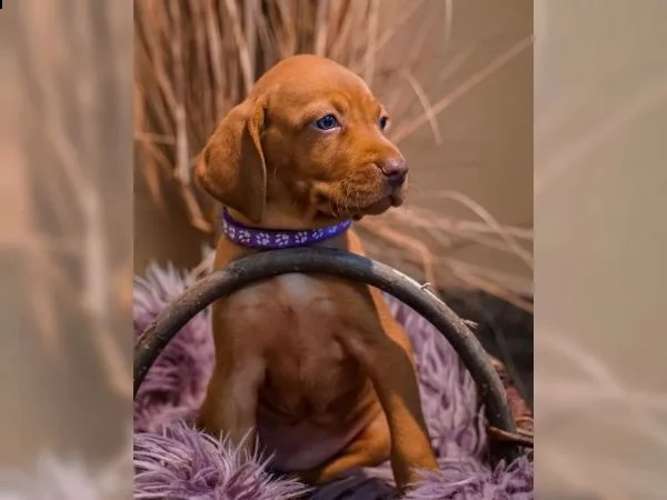 magyar vizsla cuccioli maschi e femmine (in pronta consegna) | Foto 1