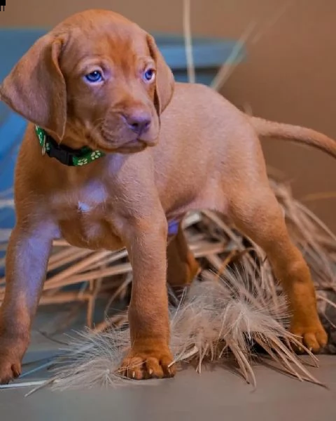 magyar vizsla cuccioli maschi e femmine (in pronta consegna) | Foto 0