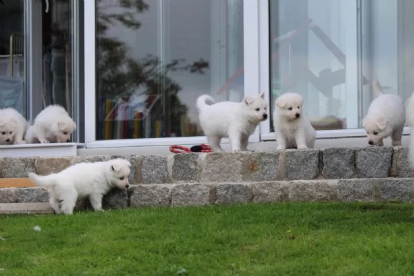 bellissimi cuccioli di pastore svizzero d'alta genealogia | Foto 2
