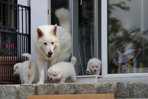bellissimi cuccioli di pastore svizzero d'alta genealogia | Foto 1