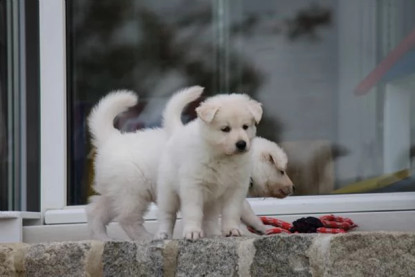 bellissimi cuccioli di pastore svizzero d'alta genealogia | Foto 0