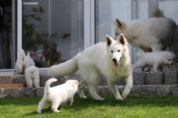 bellissimi cuccioli di pastore svizzero d'alta genealogia