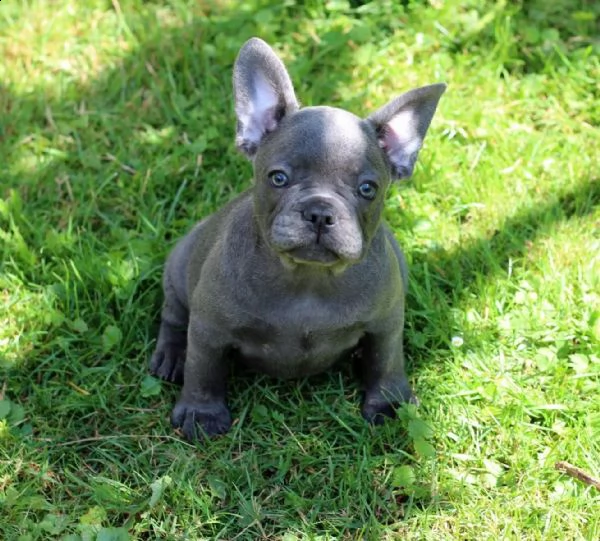 bouledogue francese (bulldog blue-merle)