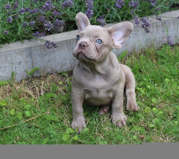 bouledogue francese (bulldog blue-merle) | Foto 0