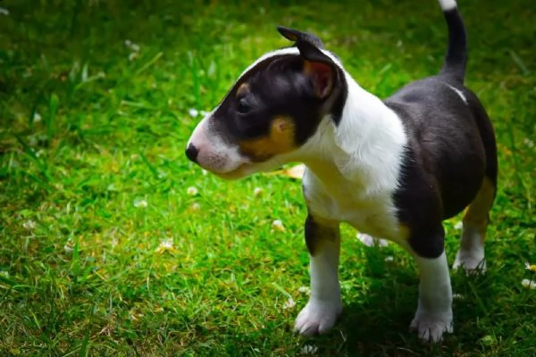 3 splendidi cuccioli di bull terrier