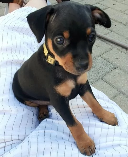 cuccioli di pinscher nano | Foto 2