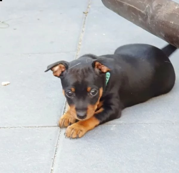 cuccioli di pinscher nano | Foto 1