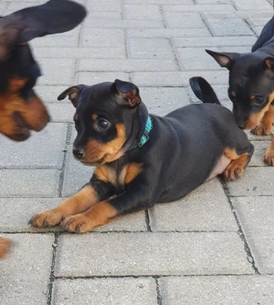 cuccioli di pinscher nano | Foto 0