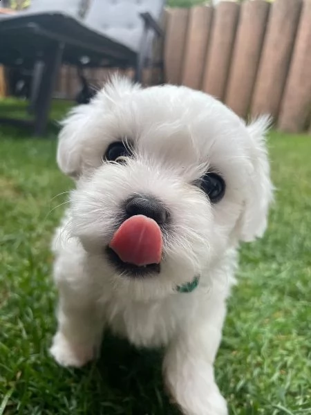 disponibili cuccioli maltesi toy( tre ) | Foto 2