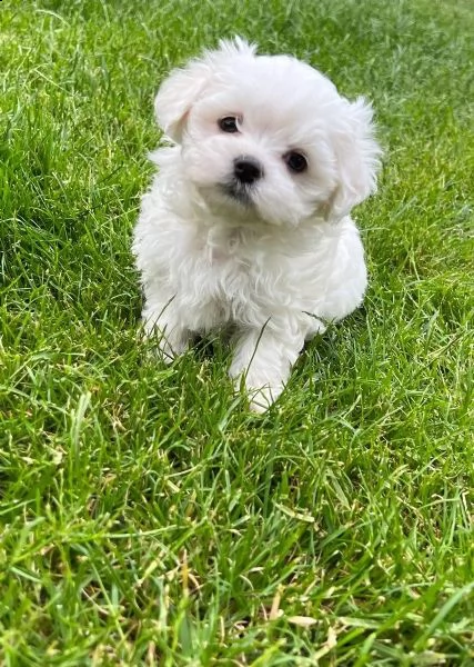 disponibili cuccioli maltesi toy( tre ) | Foto 1