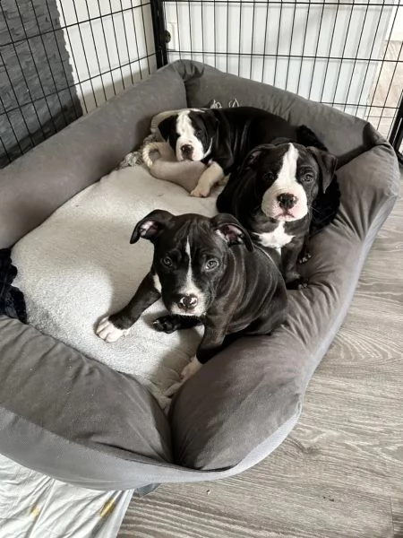 tre meravigliosa cucciolata di pitbull miele