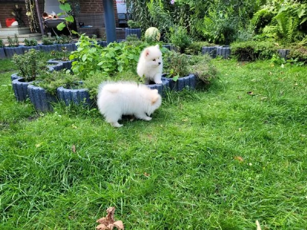 pomsky f2 b husky pomeranian boo spitz nano | Foto 3