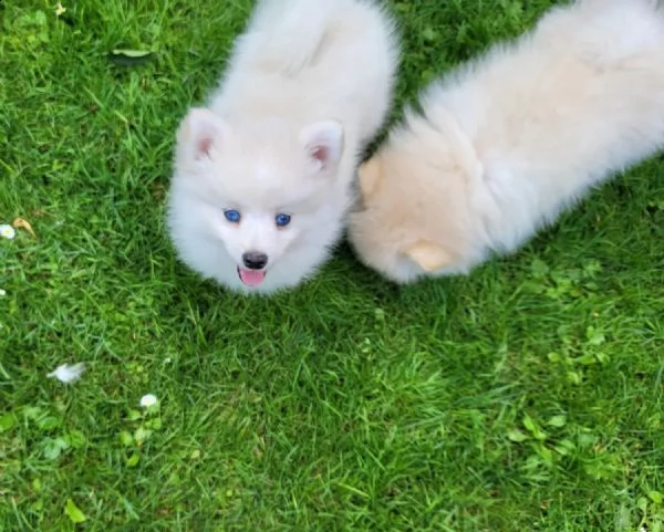 pomsky f2 b husky pomeranian boo spitz nano | Foto 2