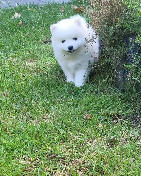 pomsky f2 b husky pomeranian boo spitz nano | Foto 1