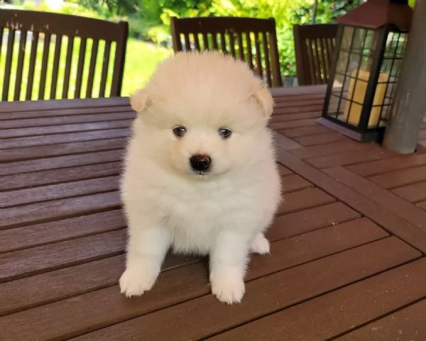 pomsky f2 b husky pomeranian boo spitz nano | Foto 0