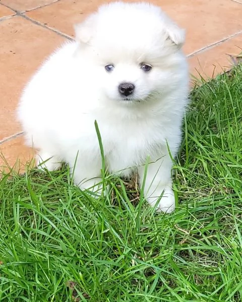 pomsky f2 b husky pomeranian boo spitz nano