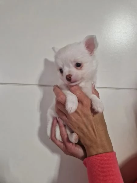 i cuccioli di chihuahua cercano una nuova casa!