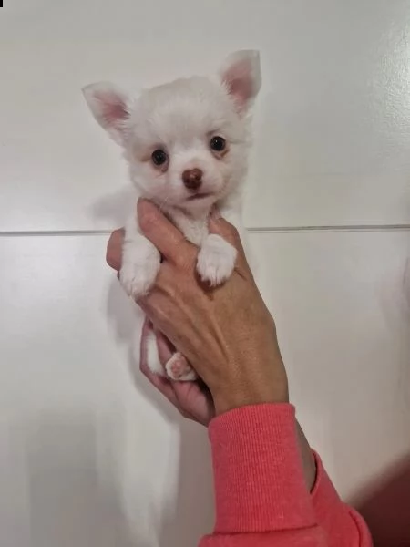 i cuccioli di chihuahua cercano una nuova casa! | Foto 2