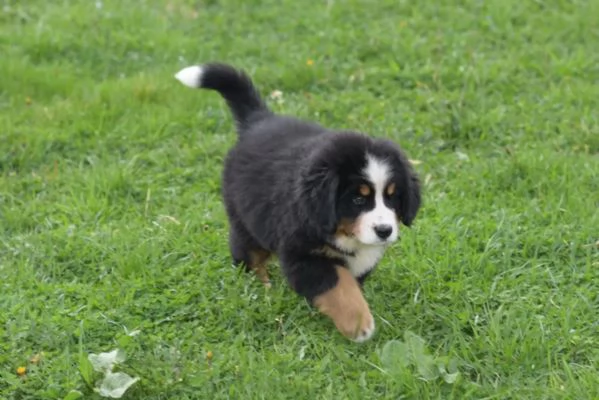 cucciolo cuccioli sani di bovaro del bernese | Foto 2